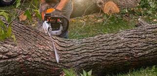 Best Arborist Consultation Services  in Dawson Springs, KY