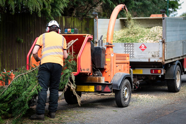 Best Pest Control for Lawns  in Dawson Springs, KY