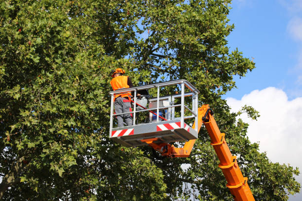 Dawson Springs, KY Tree Services Company