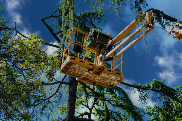 Best Tree Risk Assessment  in Dawson Springs, KY