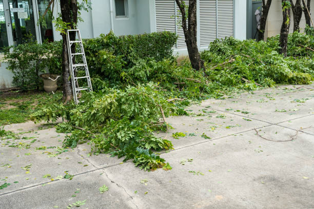 Best Lawn Disease Treatment  in Dawson Springs, KY