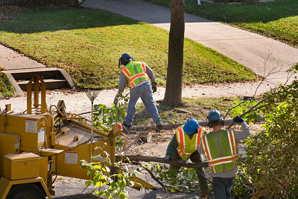 How Our Tree Care Process Works  in  Dawson Springs, KY