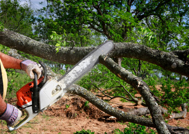 Best Tree Maintenance Programs  in Dawson Springs, KY